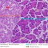 Glândula Alveolar Composta - Pâncreas 40x (2)
